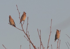 20170105 Waxwing